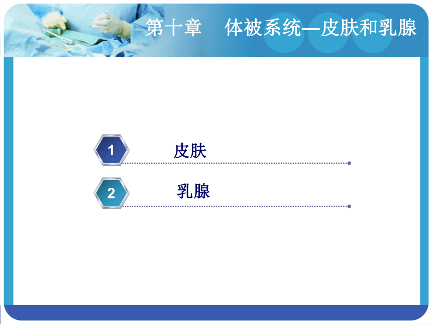 第十章    体被系统―皮肤和乳腺 课件(共23张PPT)-《解剖学基础》同步教学（江苏大学出版社）