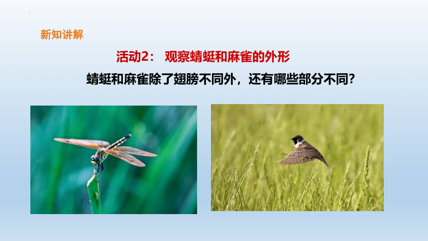 粤教版三年级上册科学1.2蜻蜓与麻雀（课件）(共46张PPT)