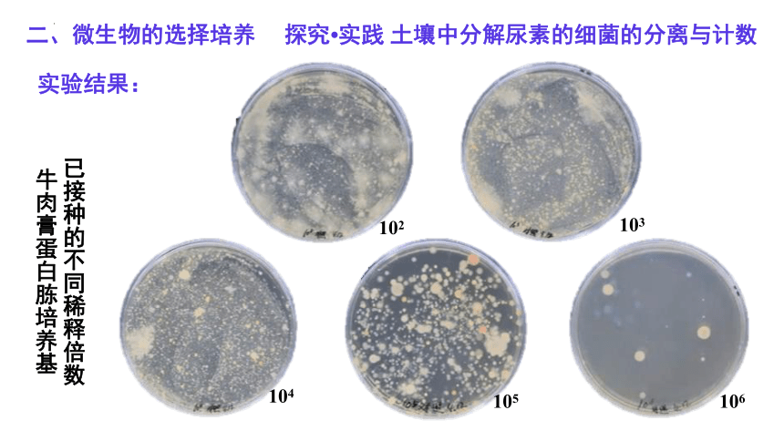 1.2 微生物的培养技术及应用（第3课时）人教版（2019）选择性必修3课件(共23张PPT)