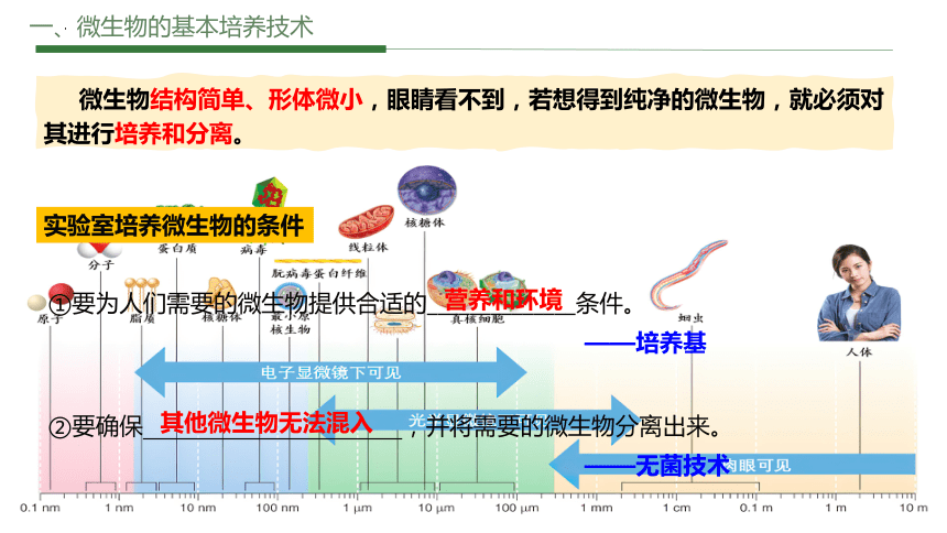 1.2.1微生物的培养技术及应用（第一课时）课件（共69张PPT）-人教版（2019）选择性必修3