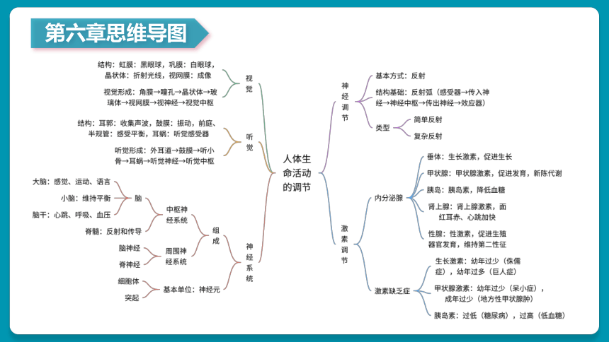 第5~7章 人体内废物的排出&生命活动调节&人类活动对生物圈的影响（复习课件）-七年级生物下册同步备课系列（人教版）