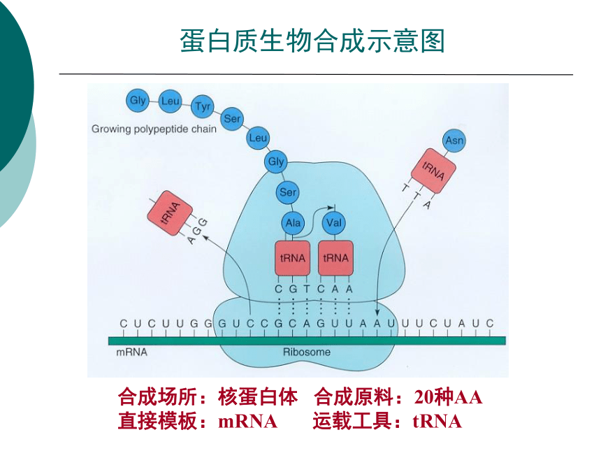 1营养学基础-4蛋白质 课件(共46张PPT)- 《营养与食品卫生学》同步教学（人卫版·第7版）