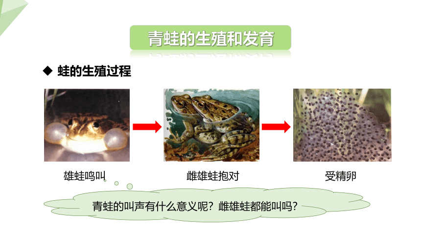 7.1.3 两栖动物的生殖和发育 课件(共22张PPT)2023-2024学年初中生物人教版八年级下册