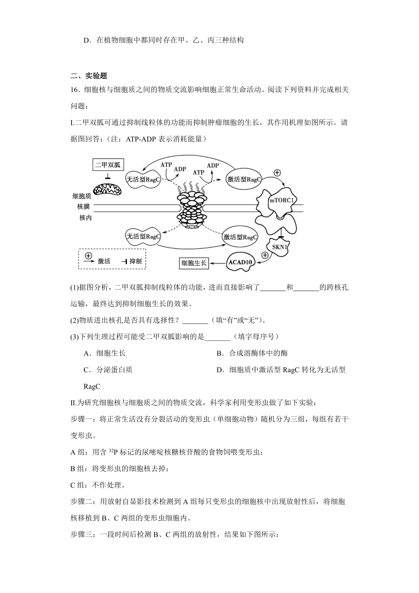 3.3细胞核的结构和功能同步练习2023-2024学年高一上学期生物人教版必修1（含答案）