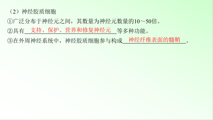 新教材生物一轮复习课件：第8单元 生命活动的调节 第2讲　神经调节的结构基础及基本方式(共59张PPT)