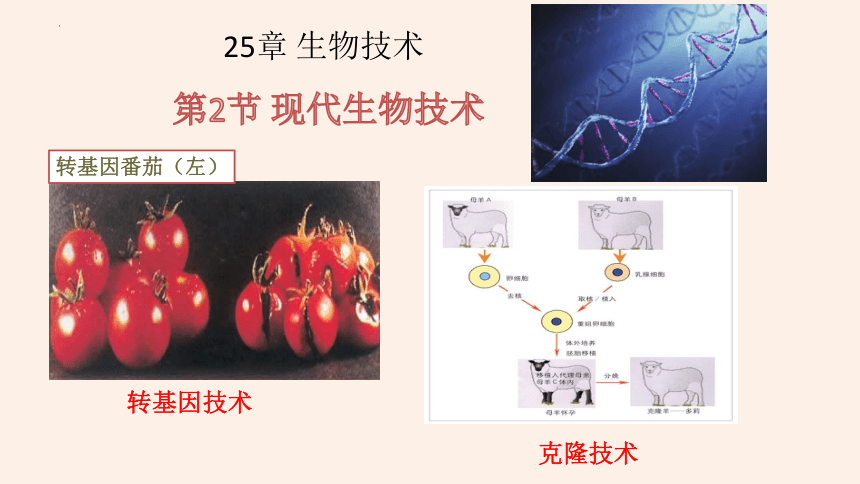 9.25.2现代生物技术 课件 （共18张PPT）北师大版生物八年级下册