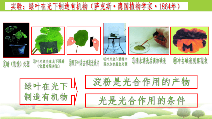 3.4 绿色植物是生物圈中有机物的制造者2023-2024学年七年级生物上册同步精品课件（人教版）(共30张PPT)