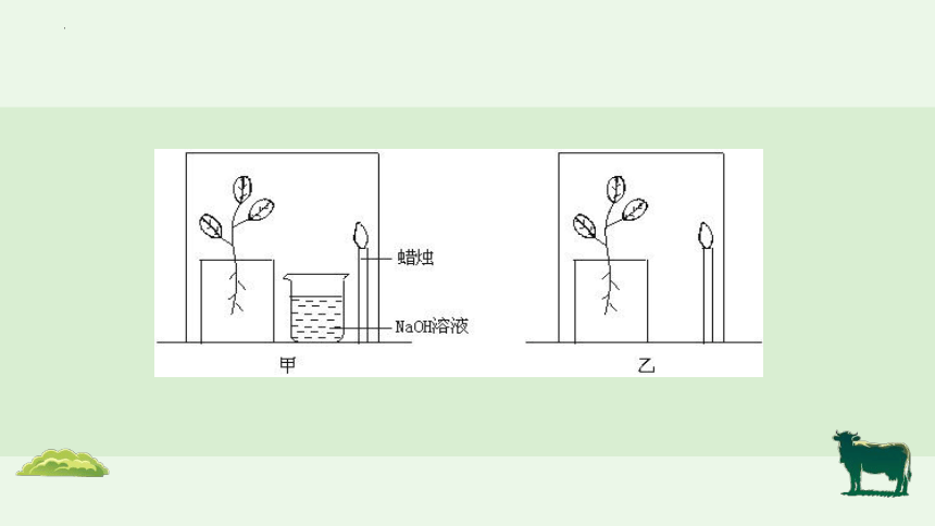 3.5.1 光合作用吸收二氧化碳释放氧气-【备课精选】2023-2024学年七年级生物上册同步教学精品课件(共22张PPT)