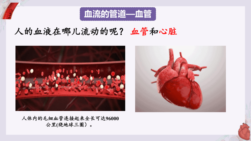 4.10.2 人体的血液循环（第一课时）（嵌入2个视频）(共35张PPT)