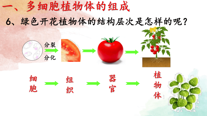 2.4.2多细胞生物体的组成课件(共23张PPT)七年级生物上册苏教版