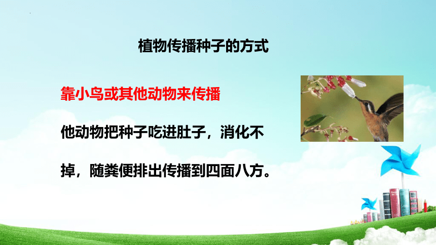 3 植物妈妈有办法 课件(共20张PPT)