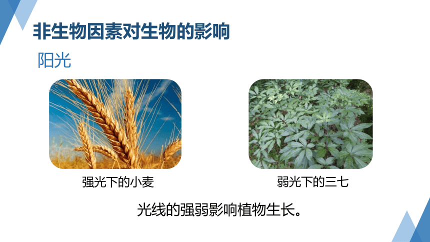 2.1生物与环境的相互关系（课件 24张PPT）