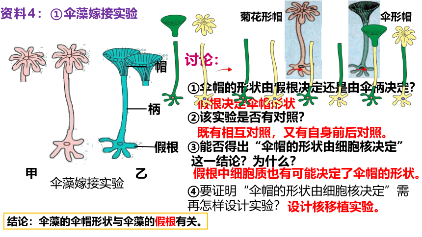 生物人教版（2019）必修1 3.3细胞核的结构和功能（共28张ppt）