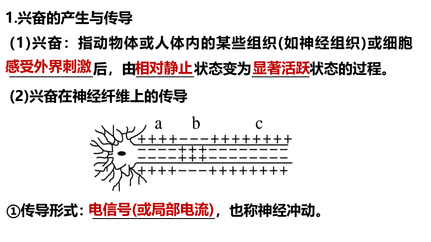 2023-2024学年高二上学期生物人教版选择性必修1 稳态与调节 复习课件（共43张PPT）