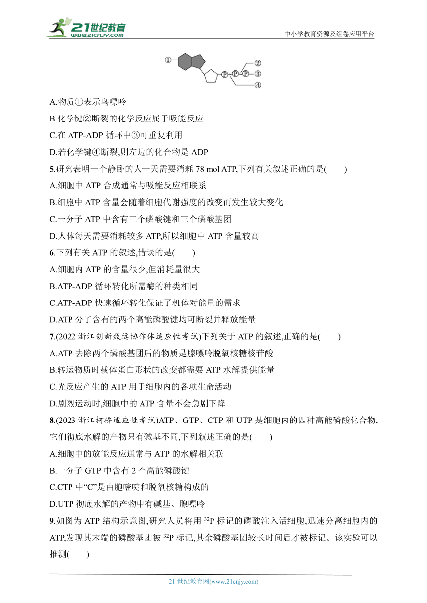 2025浙科版新教材生物学高考第一轮基础练--作业7　ATP是细胞内的“能量通货”（含解析）