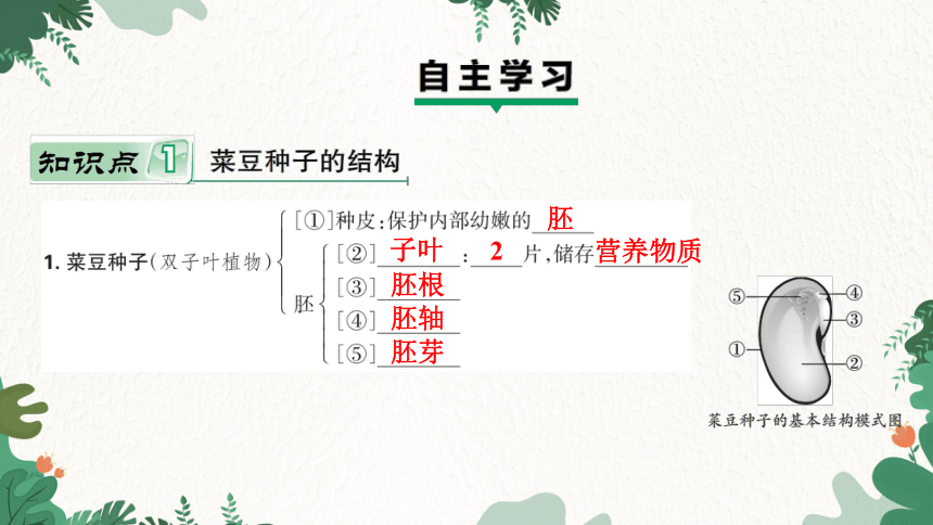 3.1.2 种子植物课件(共27张PPT)人教版生物七年级上册