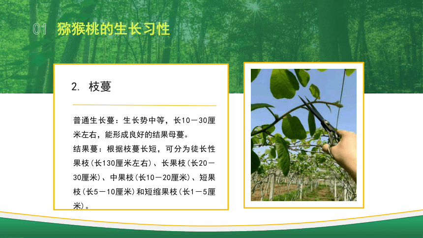 6.1.2猕猴桃生长结果习性 课件(共15张PPT)-《果树生产技术》同步教学（中国农业出版社）