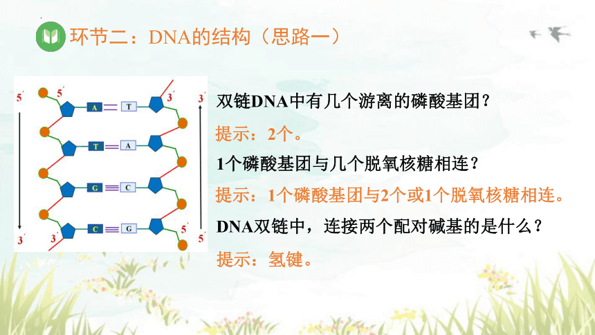 3.2DNA的结构（第2课时）课件（共57张PPT）-人教版必修2