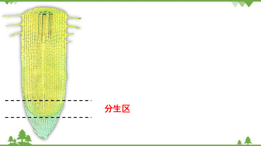 3.2.2植株的生长课件(共34张PPT)人教版生物七年级上册