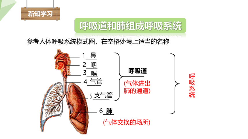 4.10.2 人体细胞获得氧气的过程 课件 （共29张PPT）2023-2024学年初中生物北师版七年级下册