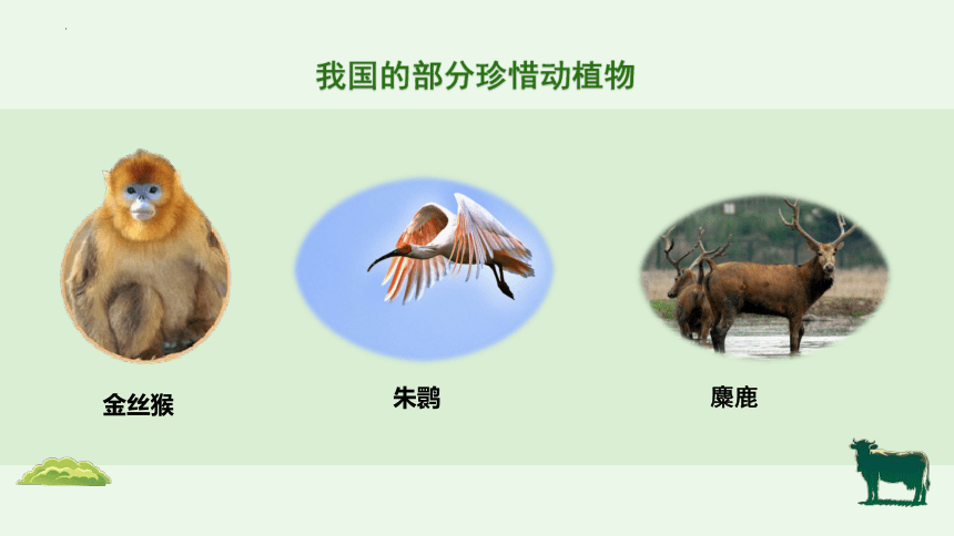 6.3 保护生物的多样性-【备课精选】2023-2024学年八年级生物上册同步教学精品课件(共22张PPT)