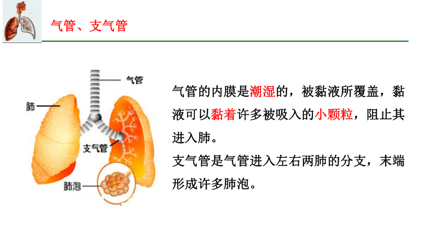 7.2 人体的呼吸（第一课时）2023-2024学年七年级生物上册同步精品课件（苏科版）(共25张PPT)+视频素材