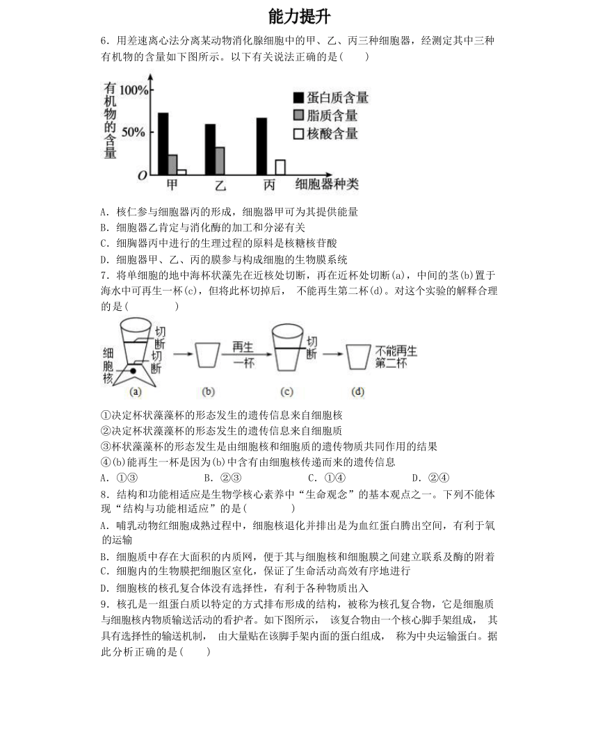 3.3 细胞核的结构和功能综合练习（有解析）-高一生物学（人教版2019必修1）