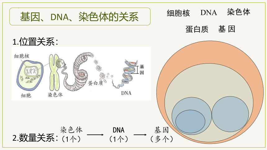 7.2.2 基因在亲子代间的传递-2023-2024学年八年级生物下册同步教学课件（人教版）(共21张PPT)