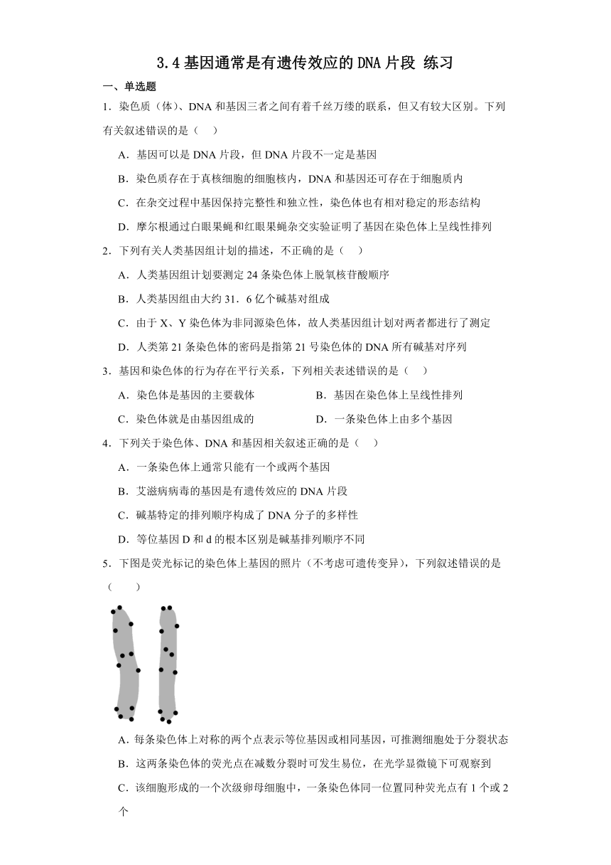 3.4基因通常是有遗传效应的DNA片段 练习（含解析）