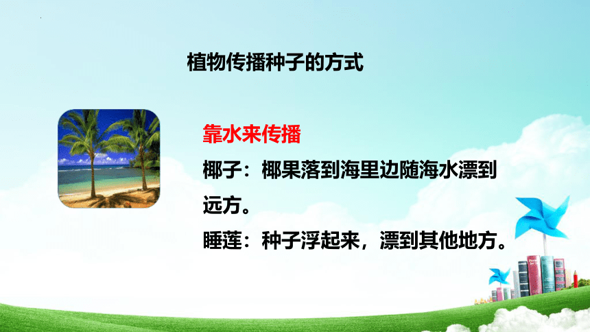 3 植物妈妈有办法 课件(共20张PPT)