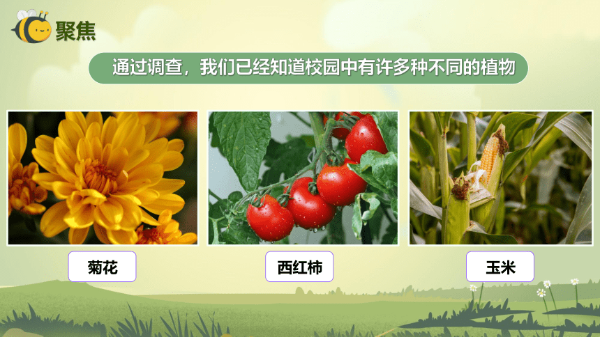 【新课标】2.3 形形色色的植物 课件（26张PPT）