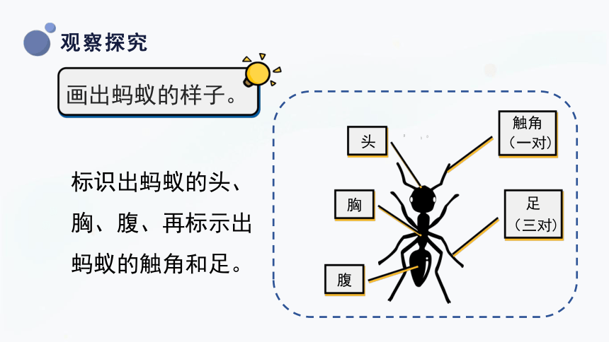 三年级上册科学课件-2.1 昆虫 课件（27张PPT）