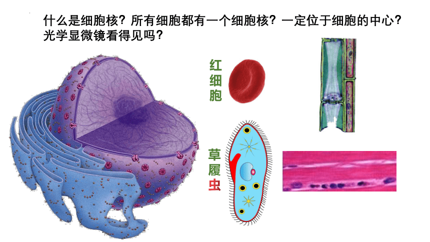 3.3细胞核的结构和功能课件(共29张PPT)-人教版必修一