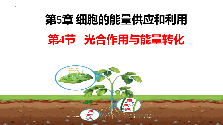 5.4 .1光合作用与能量转化课件(共28张PPT)  2022—2023学年高一上学期生物人教版必修1