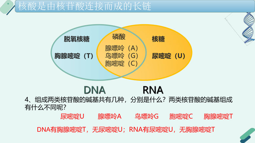 2.5 核酸是遗传信息的携带者（课件）(共23张PPT)-高一生物（人教版2019必修1）