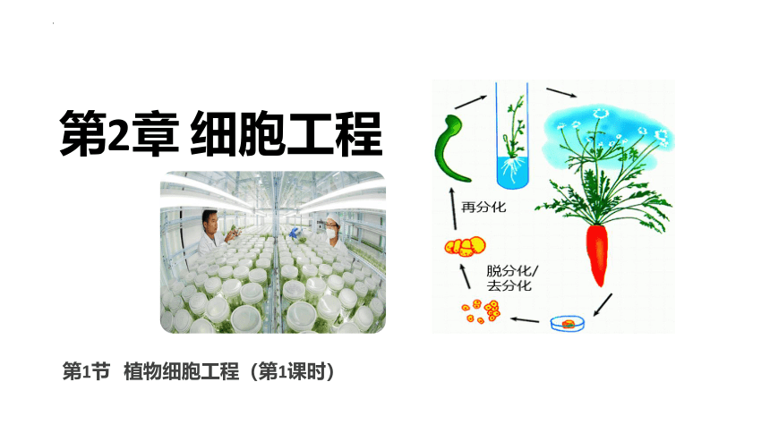 2.1植物细胞工程（第1课时）（共43张PPT）-人教版2019选择性必修3
