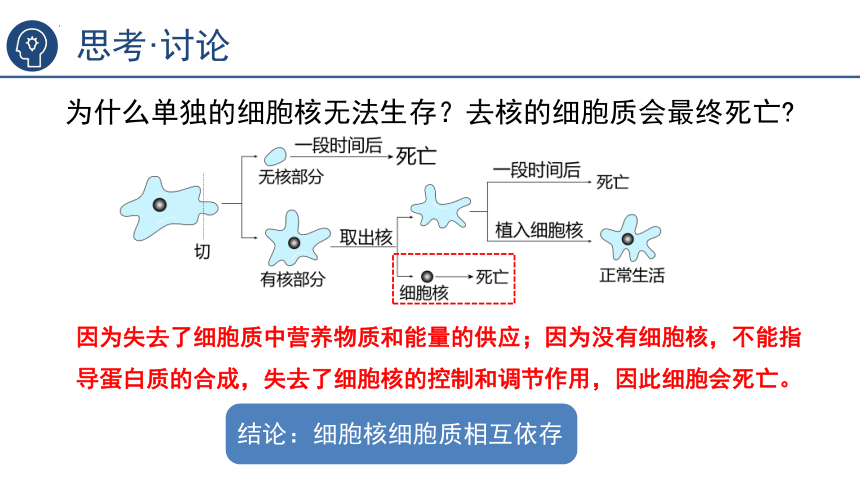 3.3细胞核的结构和功能  课件生物人教版必修1(共31张PPT)