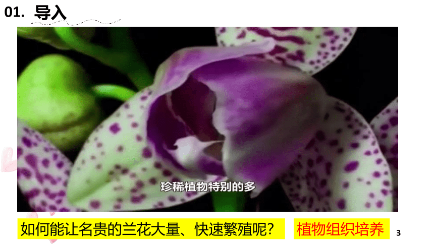 2.1植物细胞工程第一课时课件-(共18张PPT1份视频)人教版（2019）选择性必修3