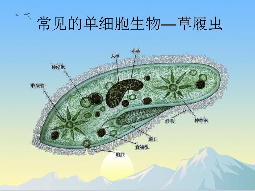 2.4.1 单细胞生物课件(共22张PPT)苏教版 七年级生物上册