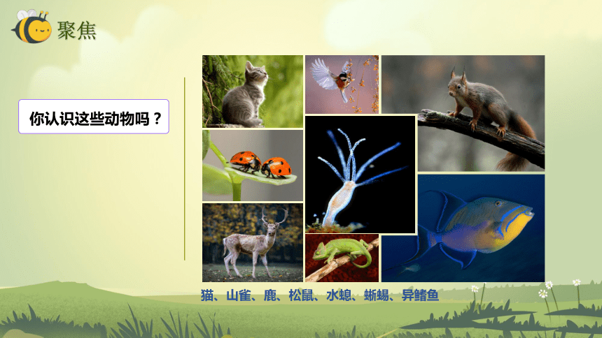 【新课标】2.4 多种多样的动物 课件（25张PPT）
