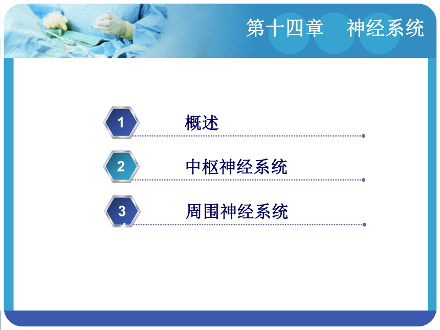 14.3周围神经系统 课件(共94张PPT)-《解剖学基础》同步教学（江苏大学出版社）