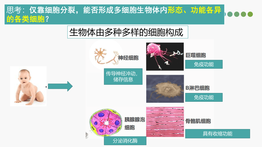 5.2 细胞通过分化形成多细胞(共18张PPT)生物体-高一生物学（沪科2020必修1）