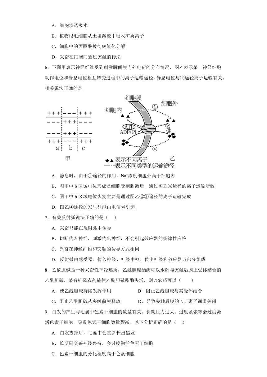 2.3神经冲动的传递 练习（含解析）