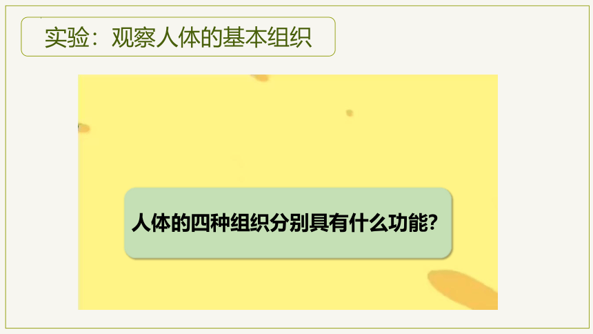 2.2.2 动物体的结构层次-【优学课堂】2023-2024学年七年级生物上学期同步精品课件（人教版）(共23张PPT)+视频素材