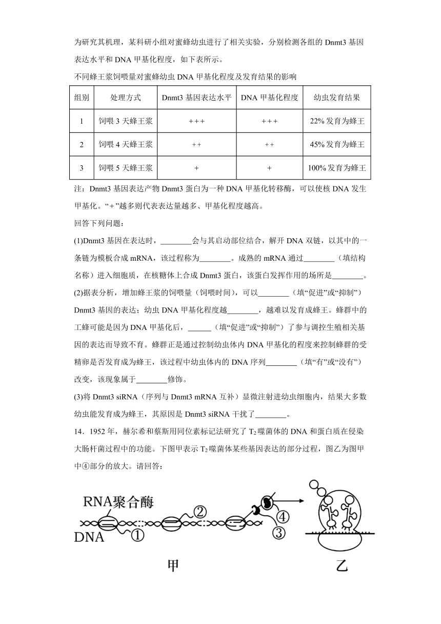 2.3基因的选择性表达及表观遗传现象 练习（解析版）