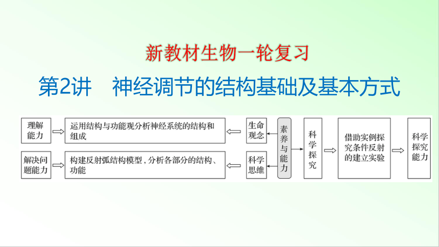 新教材生物一轮复习课件：第8单元 生命活动的调节 第2讲　神经调节的结构基础及基本方式(共59张PPT)