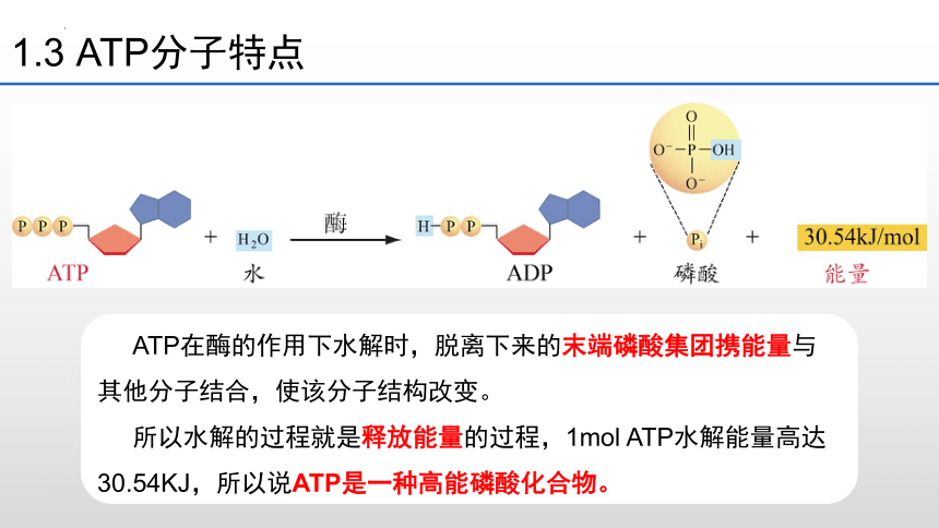 5.2 细胞的能量“货币”ATP 课件生物人教2019版必修1(共22张PPT)