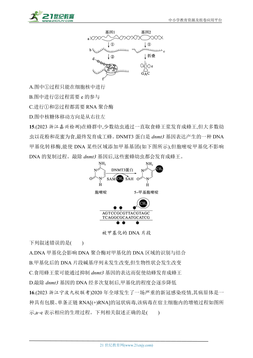 2025浙科版新教材生物学高考第一轮基础练--作业31　基因控制性状与表观遗传（含解析）