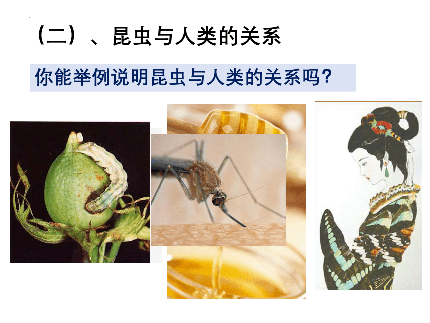 10.2动物的生殖和发育课件(共43张PPT)北京市北京版八年级生物上册