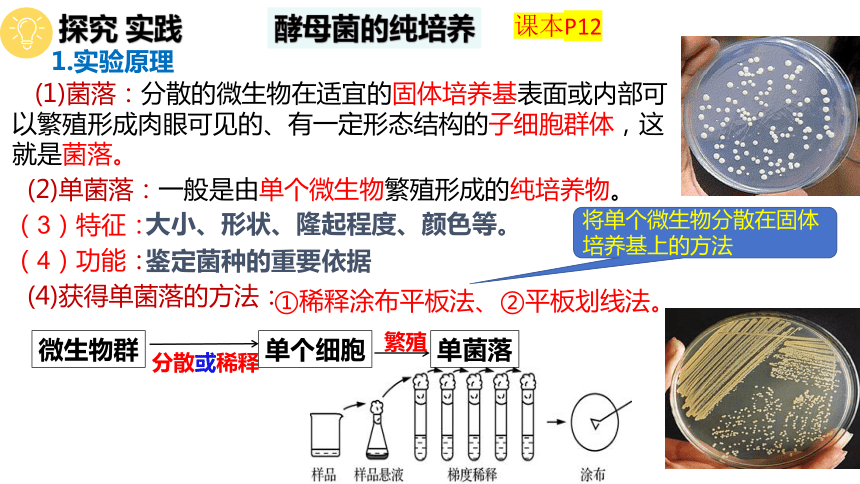 1.2微生物的培养技术及应用第2课时课件(共32张PPT2份视频)-人教版（2019）选择性必修3